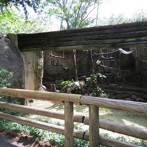 World of Primates - Black and White Ruffed Lemur Exhibit