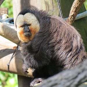 World of Primates - White-faced Saki and Golden Lion Tamarin Exhibit