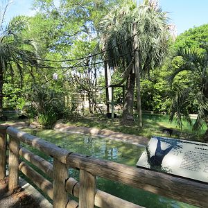 World of Primates - Siamang Exhibit