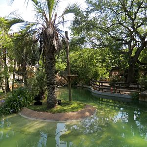 World of Primates - Siamang Exhibit