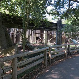 World of Primates - Eastern Black and White Colobus