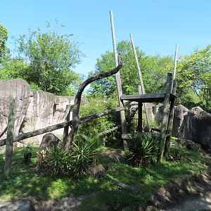 World of Primates - Mandrill Exhibit