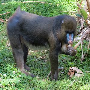 World of Primates - Mandrill Exhibit