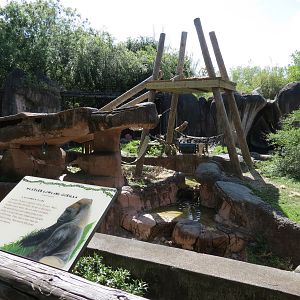 World of Primates - Western Lowland Gorilla Exhibit