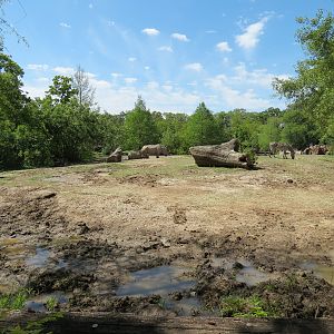 African Savanna - Mixed Species Exhibit