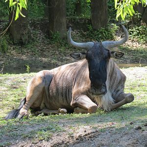 African Savanna - Mixed Species Exhibit - White-bearded Gnu
