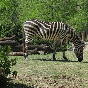 African Savanna - Mixed Species Exhibit - Plains Zebra