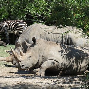 African Savanna - Mixed Species Exhibit - White Rhinoceros