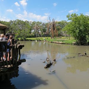 African Savanna - Mixed Species Exhibit