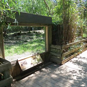 African Savanna - African Painted Dog Exhibit - Viewing Area