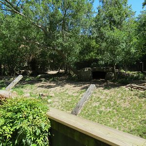 African Savanna - African Painted Dog Exhibit