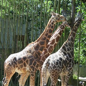 African Savanna - Twiga Terrace - Giraffe Exhibit