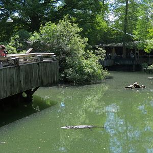 Louisiana Swamp - American Alligator Exhibit