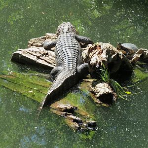 Louisiana Swamp - American Alligator Exhibit
