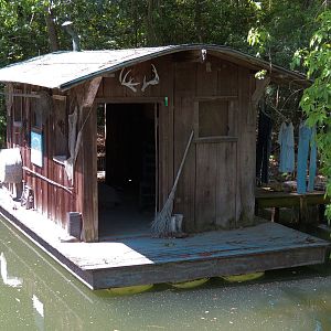 Louisiana Swamp - American Alligator Exhibit