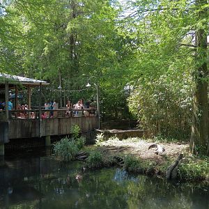 Louisiana Swamp - American Alligator Exhibit