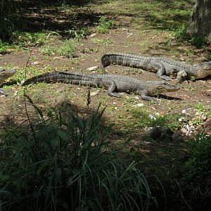 Louisiana Swamp - American Alligator Exhibit