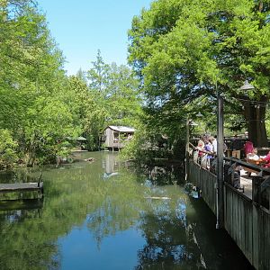 Louisiana Swamp - American Alligator Exhibit