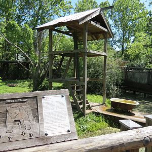 Louisiana Swamp - Black Bear Exhibit