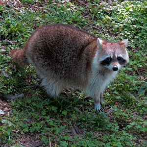 Louisiana Swamp - Raccoon Exhibit
