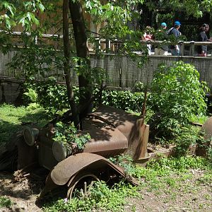 Louisiana Swamp - Raccoon Exhibit