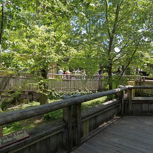Louisiana Swamp - Raccoon Exhibit