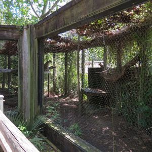 Louisiana Swamp - Cougar Exhibit