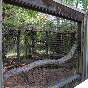 Louisiana Swamp - Cougar Exhibit