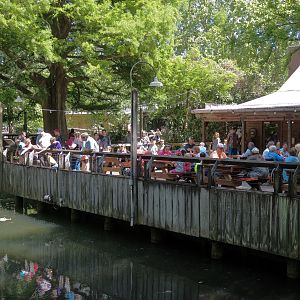 Louisiana Swamp - Cypress Knee Cafe