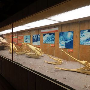 Louisiana Swamp - Swamp Gift Shop - Interior