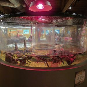 Louisiana Swamp - Swamp Gift Shop - American Alligator Exhibit