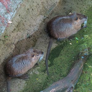 Louisiana Swamp - Nutria Exhibit