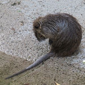 Louisiana Swamp - Nutria Exhibit