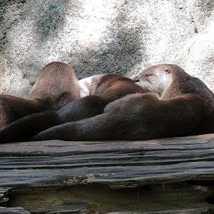 Louisiana Swamp - River Otter Exhibit
