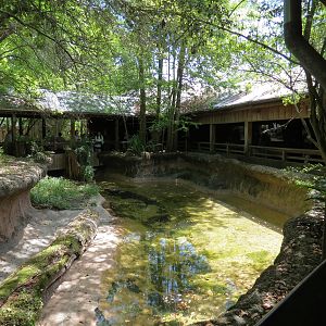 Louisiana Swamp - American Alligator Exhibit