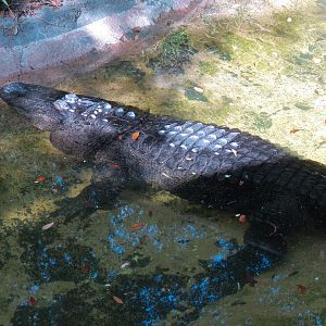 Louisiana Swamp - American Alligator Exhibit
