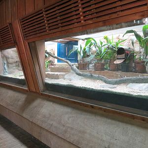 Louisiana Swamp - Texas Rat Snake Exhibit