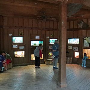 Louisiana Swamp - Terrarium Exhibits