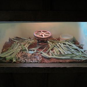 Louisiana Swamp - Canebreak Rattlesnake Exhibit