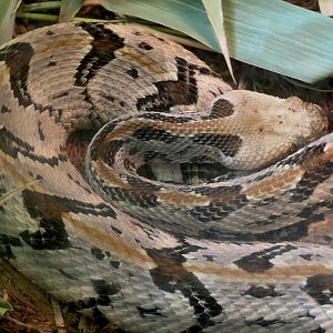 Louisiana Swamp - Canebreak Rattlesnake Exhibit