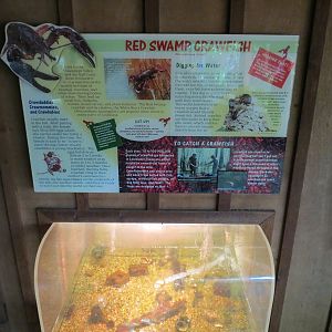 Louisiana Swamp - Red Swamp Crawfish Exhibit