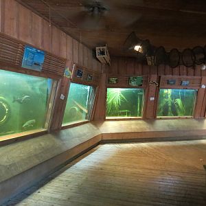 Louisiana Swamp - Fish Exhibits