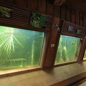 Louisiana Swamp - Fish Exhibits