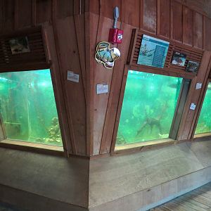 Louisiana Swamp - Fish Exhibits