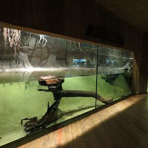 Louisiana Swamp - Alligator Snapping Turtle Exhibit