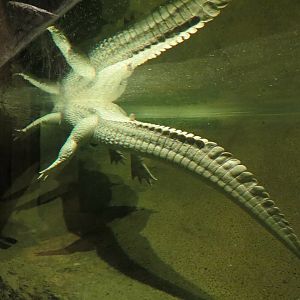 Louisiana Swamp - American Alligator Exhibit