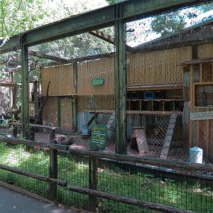 Louisiana Swamp - Bobcat Exhibit