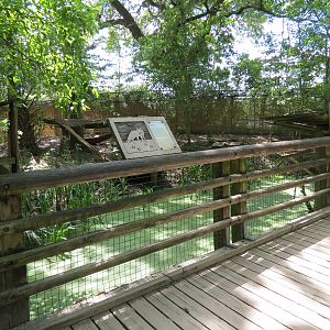 Louisiana Swamp - Red Fox Exhibit