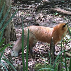 Louisiana Swamp - Red Fox Exhibit