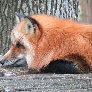 Louisiana Swamp - Red Fox Exhibit